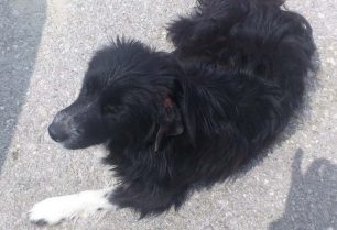 Ο σκύλος ζει άρρωστος στο πάρκινγκ της εθνικής οδού στο Μαρτίνο Βοιωτίας